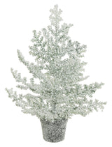 Small Snow Bubble Tree in Pot