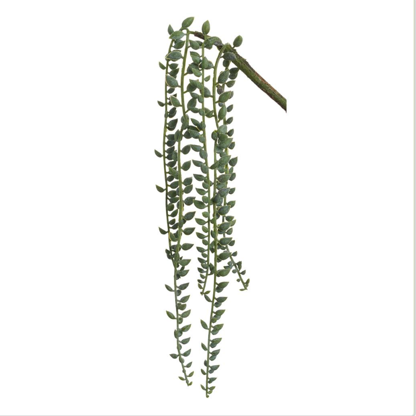 Frosted Green Senecio Vine