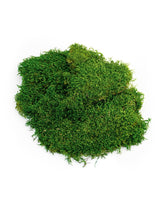 Green Preserved Sheet Moss