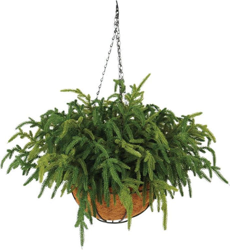 18" Pine Hanging Basket