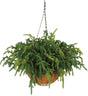 18" Pine Hanging Basket