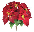 Burgundy Poinsettia Bush