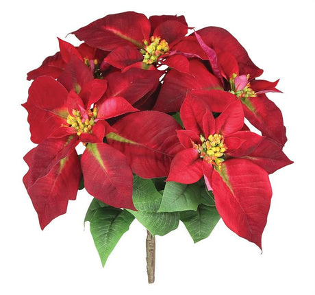 Burgundy Poinsettia Bush