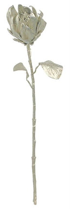 Champagne Protea