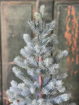 36" Frosted Finland Pine Tree