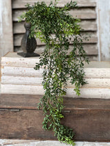 New England Boxwood Hanging Bush