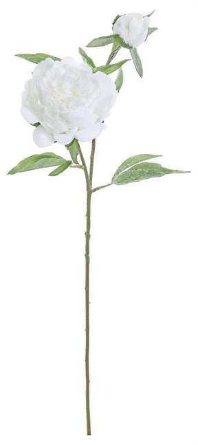 White Frosty Peony