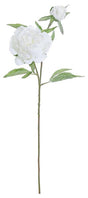 White Frosty Peony