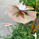 Copper & White Lilypad