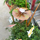 Copper & White Lilypad