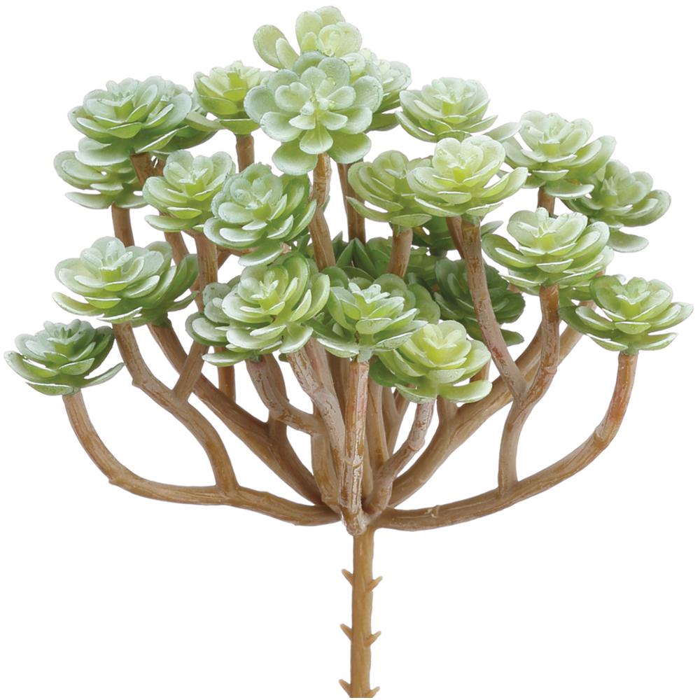 Gray Green Soft Sedum Pick