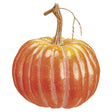 Orange Pumpkin