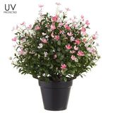 UV Protect Pink White Mini Flower Plant