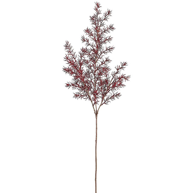 Burgundy Asparagus Fern Spray