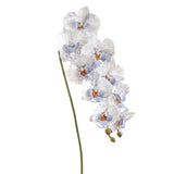 Blue Phalaenopsis Orchid Spray