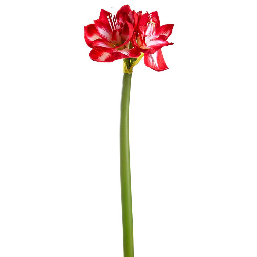 Red Amaryllis Spray