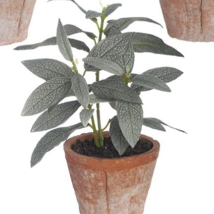 7.5" Herb in Clay Pot