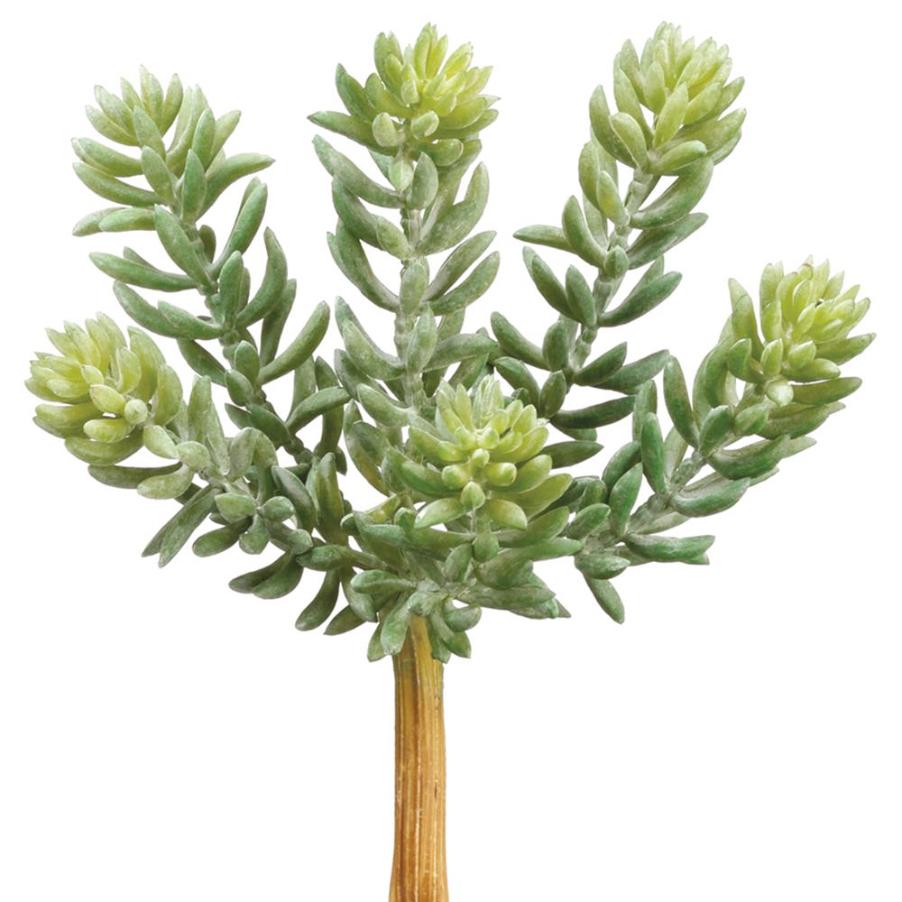 Green Gray Soft Sedum Pick