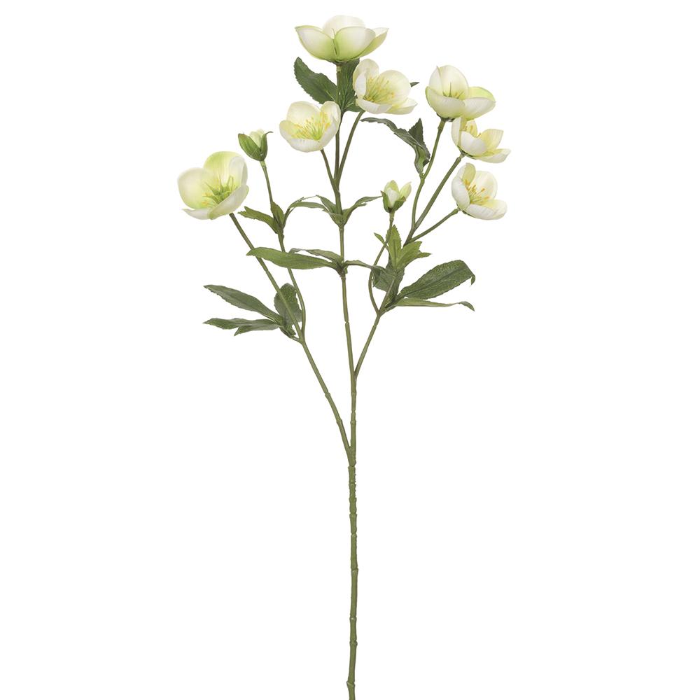 Green  Helleborus Spray