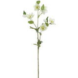 Cream Green Helleborus Spray
