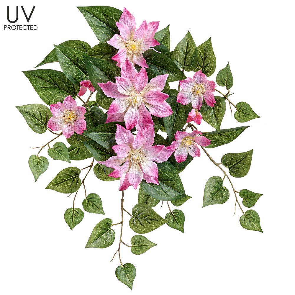 UV Protect Pink Clematis Bush