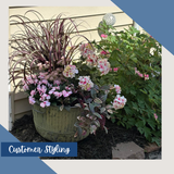 UV Protect Wandering Jew Hanging Bush