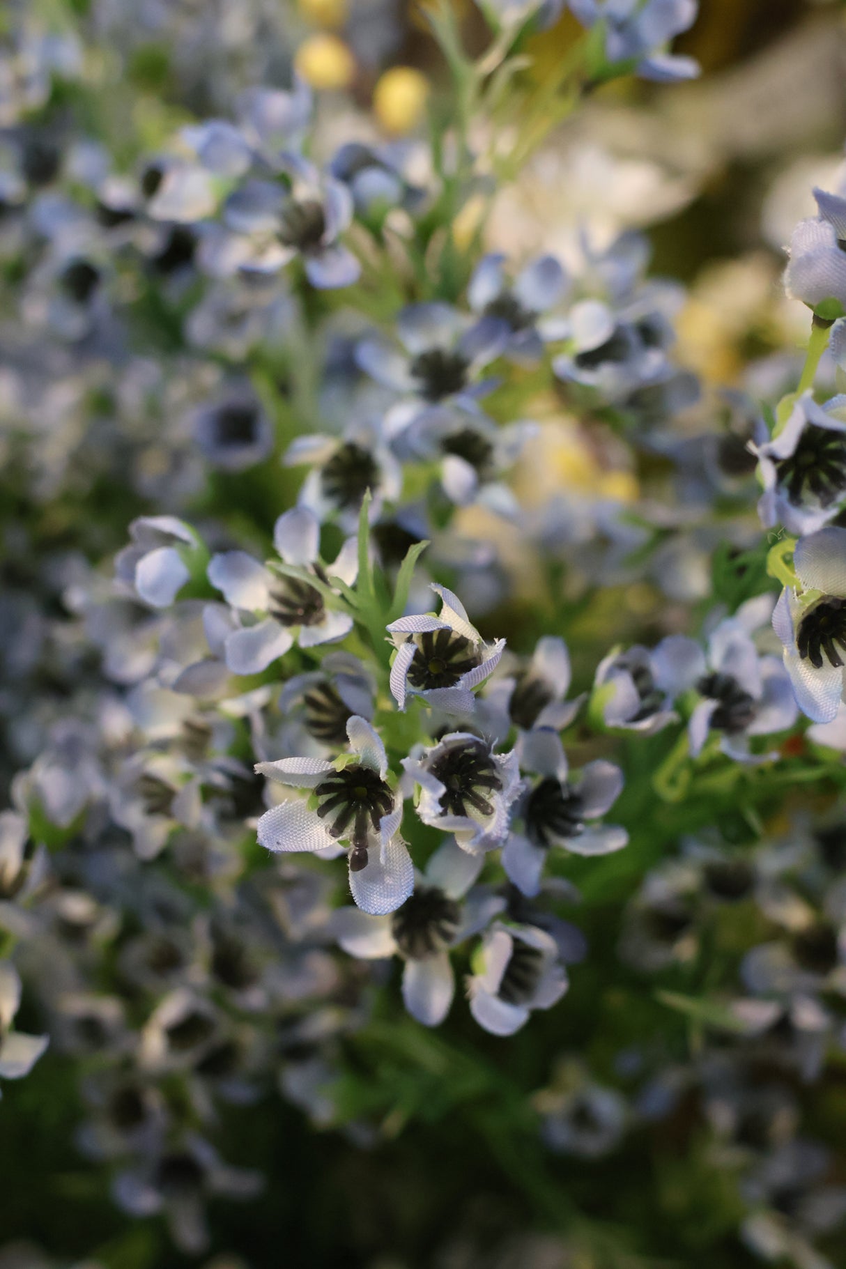 Blue Single Waxflower Spray
