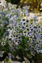 Blue Single Waxflower Spray