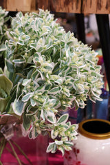 Snow On The Mountain Spray