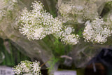 Wild Queen Annes Lace Spray