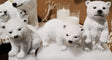 Resin Polar Bear Cub - 3 Sizes