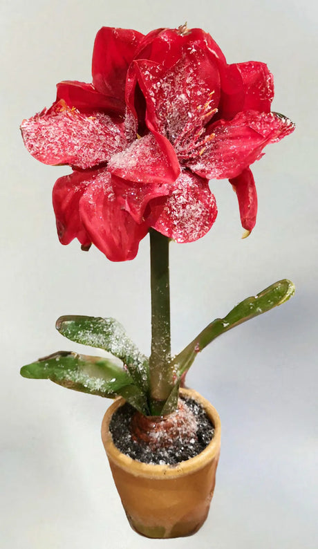 Iced Potted Amaryllis