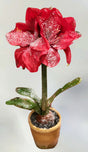 Iced Potted Amaryllis