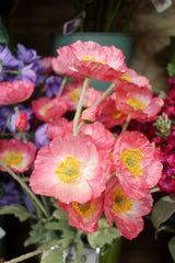 Pink Poppy Spray