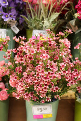 Mauve Waxflower Spray