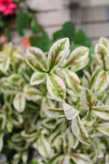 Terminalia Mantaly Leaf Spray