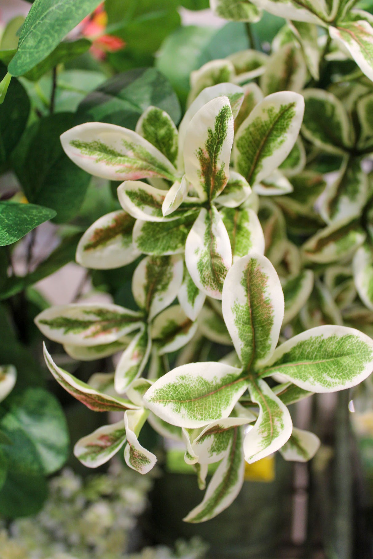 Terminalia Mantaly Leaf Spray