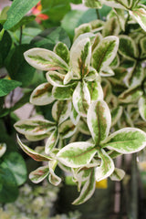 Terminalia Mantaly Leaf Spray