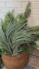 Gray Green Long Needle Pine Bundle