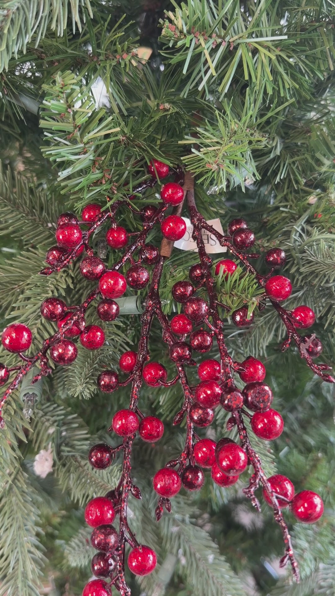 Burgundy Ilex Berry Pick