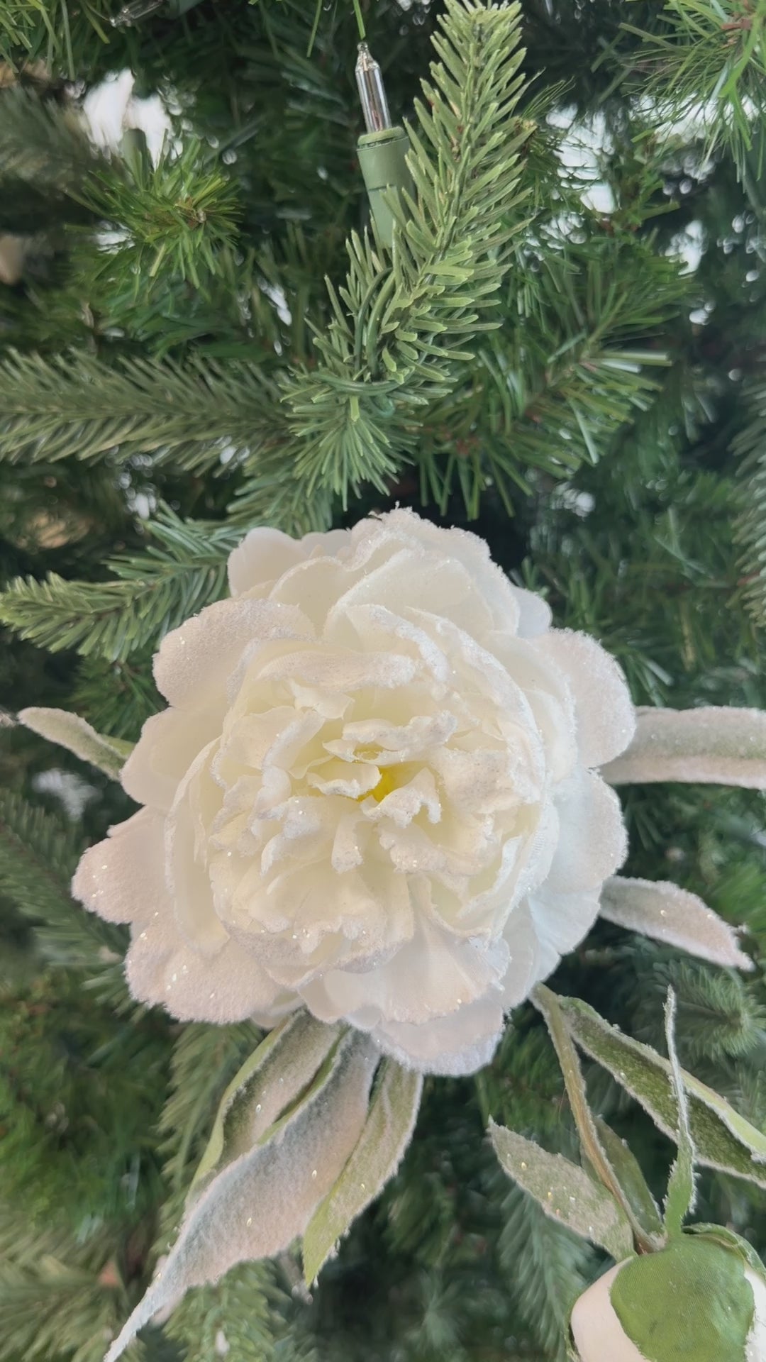 White Frosty Peony