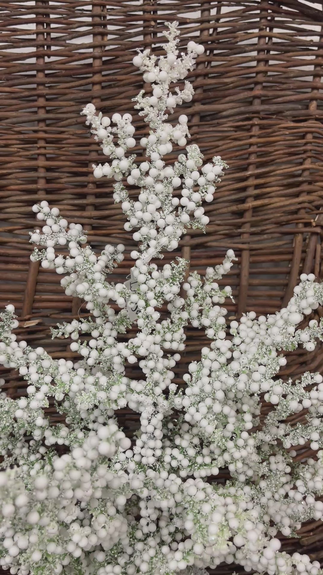 Small Snow Bubble Tree in Pot