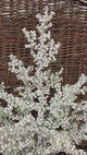 Small Snow Bubble Tree in Pot