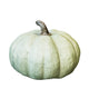Green Washed Pumpkin