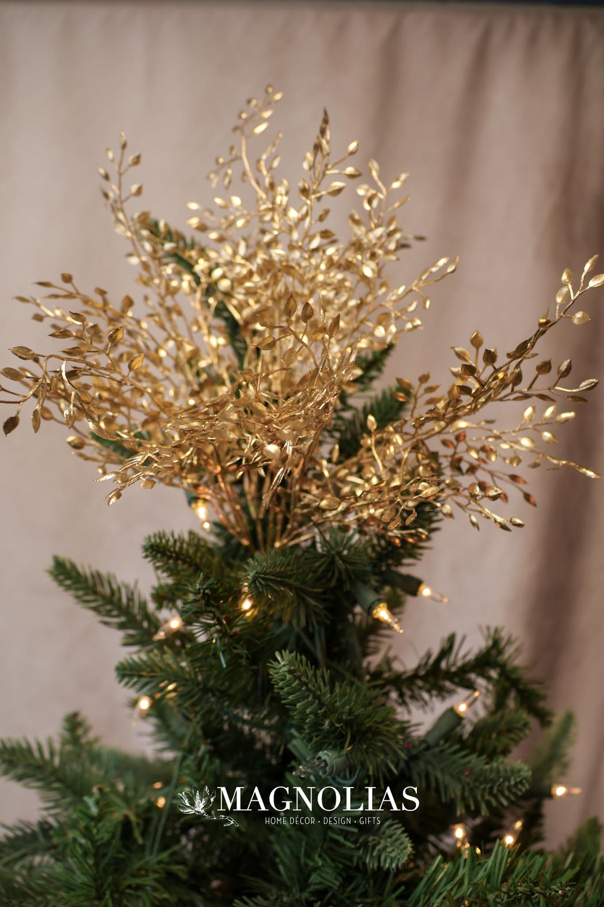 Gold Mini Boxwood Bush