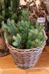 Wish Noble Fir & Pinecone Spray