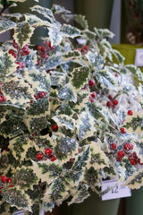 Iced Variegated Holly Spray
