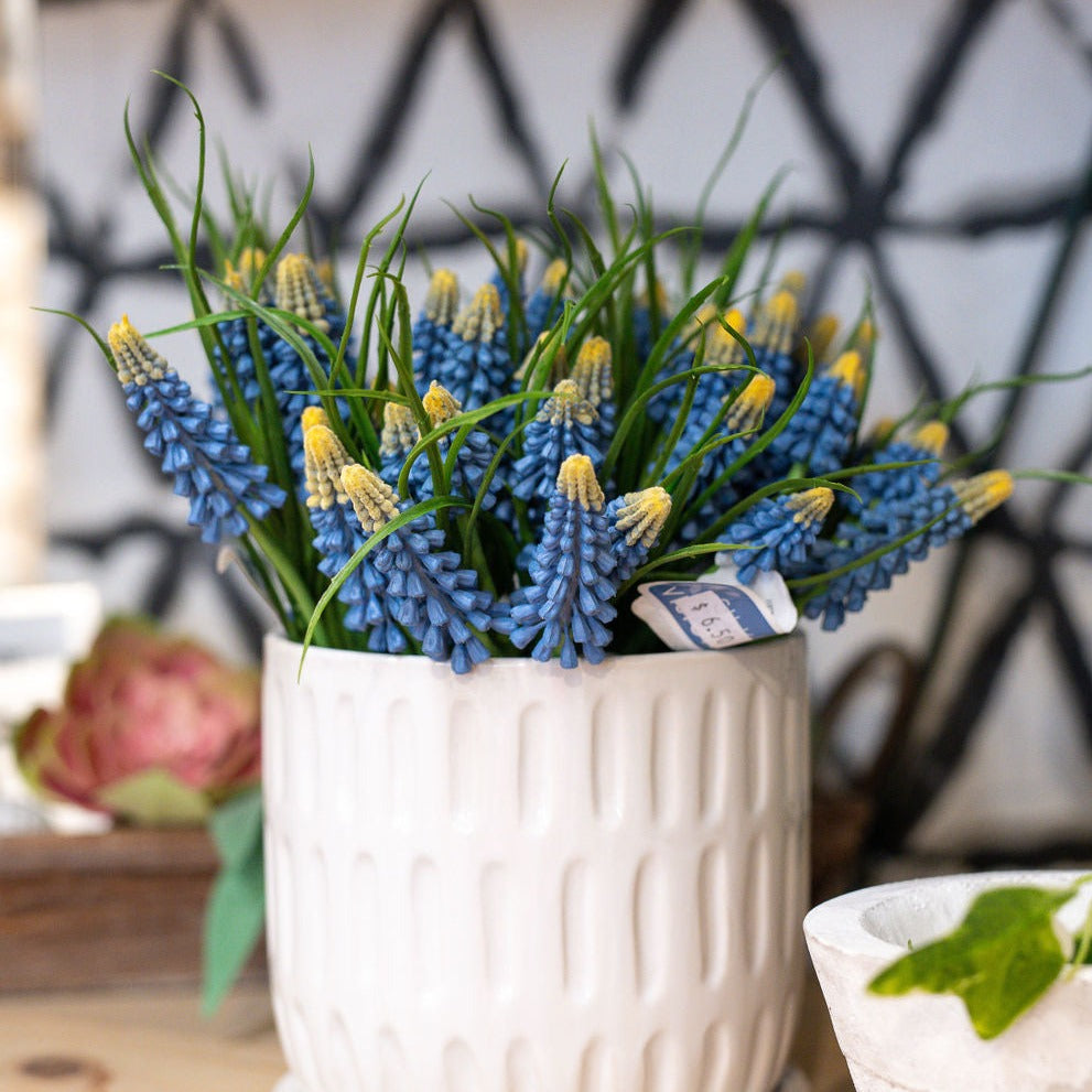 Blue Muscari Bundle
