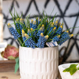 Blue Muscari Bundle