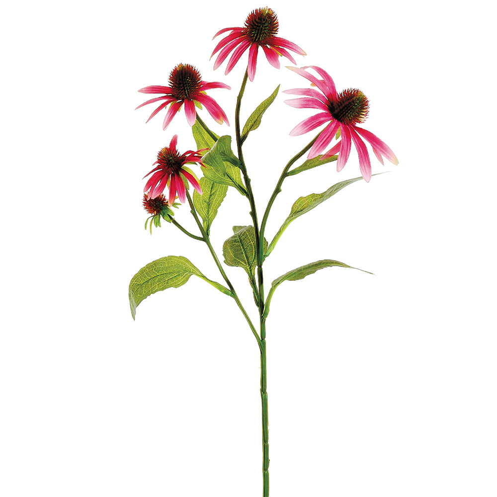 Cerise Echinacea Spray